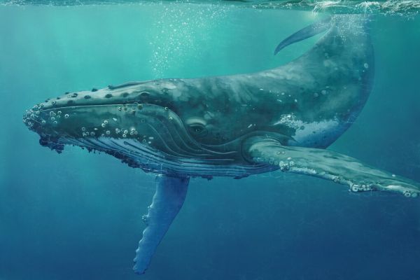 PHOTOWALL / Whale (e326500)