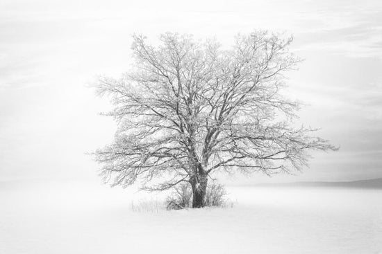 PHOTOWALL / Winter Life (e326964)