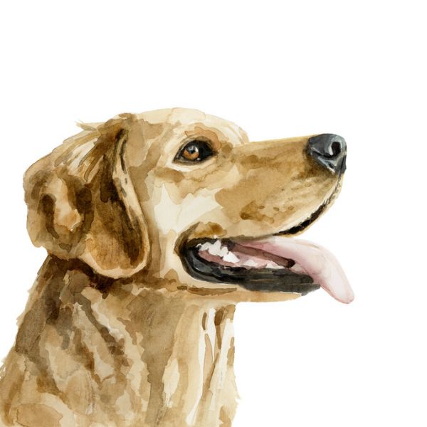 PHOTOWALL / Pet Profile (e324899)