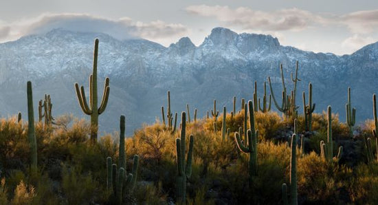 PHOTOWALL / Lines of Saguaro Cacti (e324532)