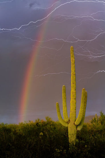 PHOTOWALL / Rainbow and Lightning over Cactus (e324534)