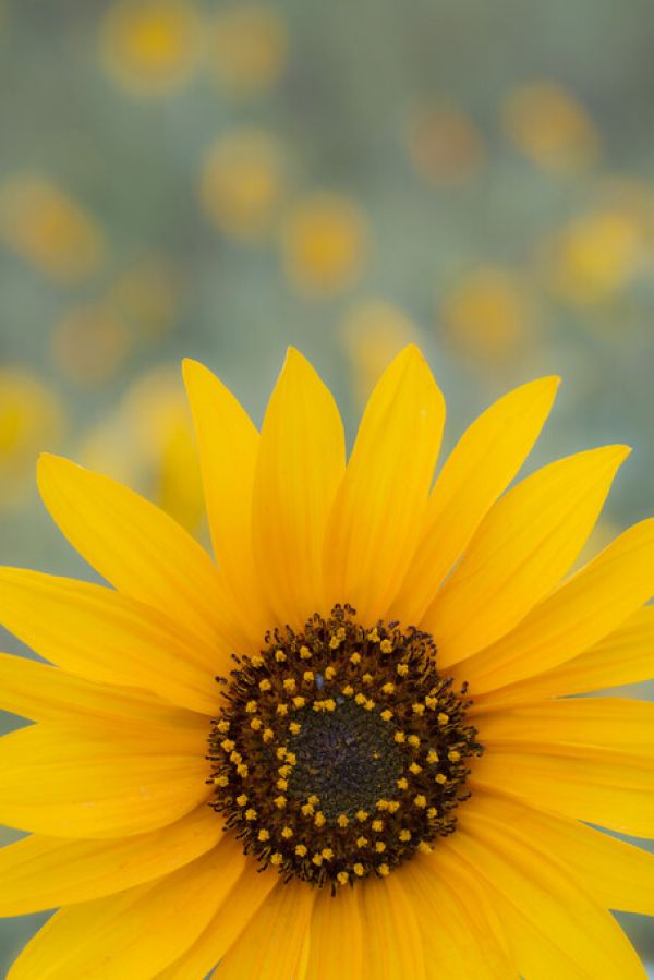 PHOTOWALL / Sunflower (e324537)