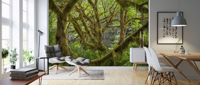 PHOTOWALL / Trees Covered in Moss (e324541)