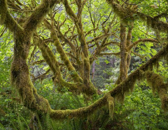 PHOTOWALL / Trees Covered in Moss (e324541)