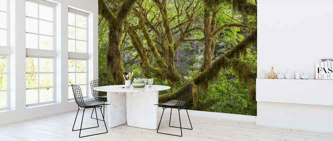 PHOTOWALL / Trees Covered in Moss (e324541)