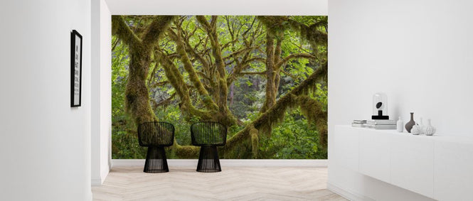 PHOTOWALL / Trees Covered in Moss (e324541)