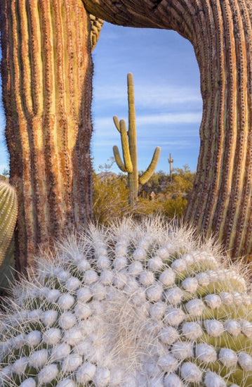 PHOTOWALL / Frost Damaged Cactus (e324547)