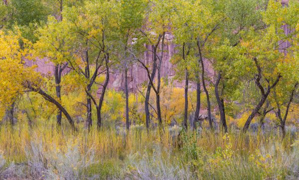 PHOTOWALL / Freemont Cottonwood Trees (e324552)