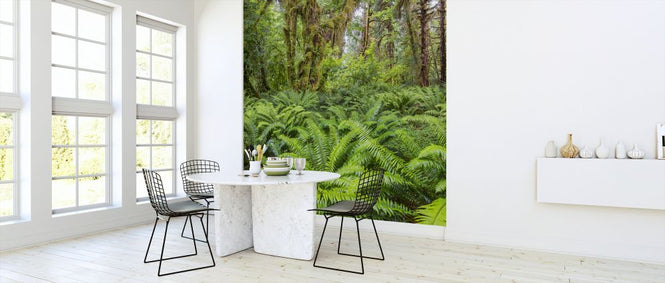 PHOTOWALL / Western Sword Fern in Rainforest (e324560)