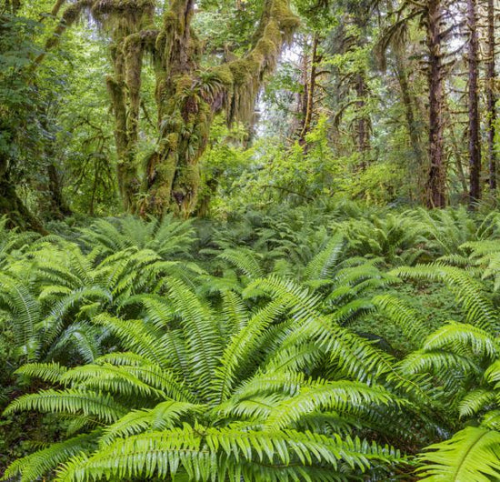 PHOTOWALL / Western Sword Fern in Rainforest (e324560)