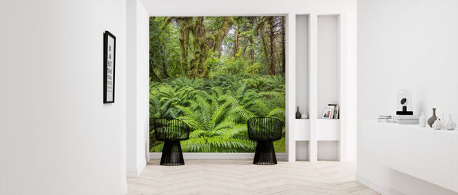 PHOTOWALL / Western Sword Fern in Rainforest (e324560)