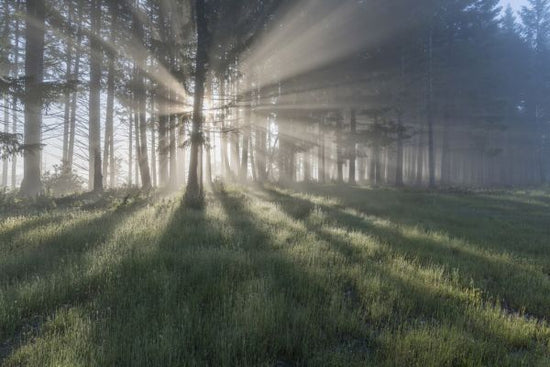 PHOTOWALL / Sunlight Through Trees (e324564)