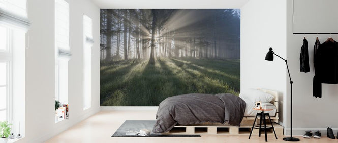 PHOTOWALL / Sunlight Through Trees (e324564)