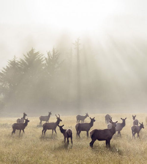 PHOTOWALL / Elk in a Meadow (e324565)