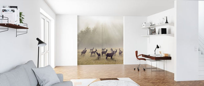 PHOTOWALL / Elk in a Meadow (e324565)