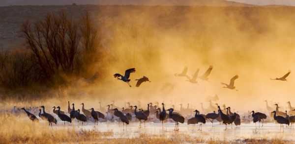 PHOTOWALL / Sandhill Cranes and Snow Geese (e324576)