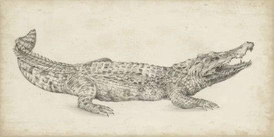 PHOTOWALL / Crocodile Sketch (e324584)