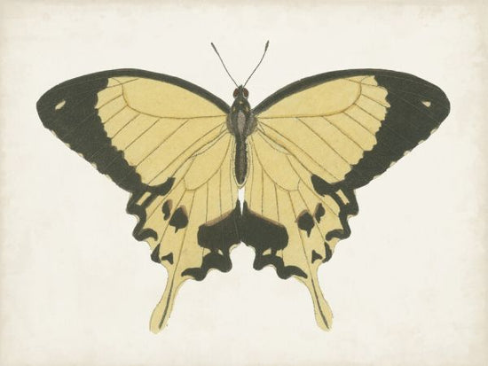 PHOTOWALL / Beautiful Butterfly (e324635)