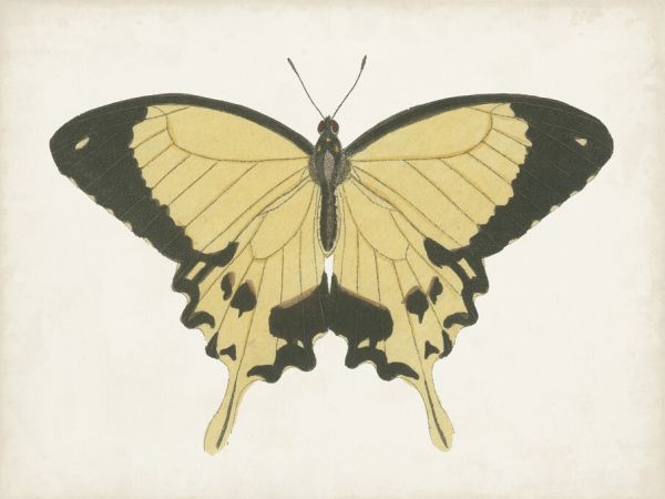 PHOTOWALL / Beautiful Butterfly (e324635)