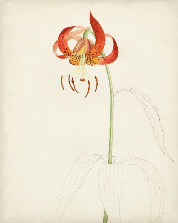 PHOTOWALL / Watercolor Botanical Sketc (e324639)