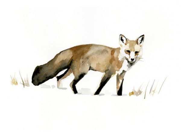 PHOTOWALL / Winter Fox (e324672)
