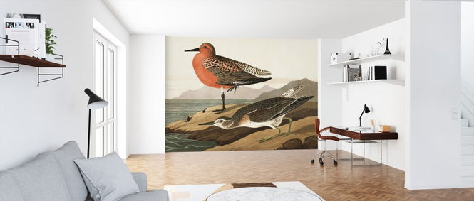 PHOTOWALL / Red-breasted Sandpiper (e324682)