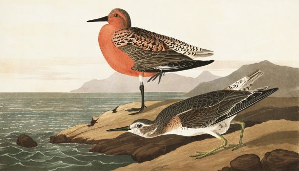 PHOTOWALL / Red-breasted Sandpiper (e324682)