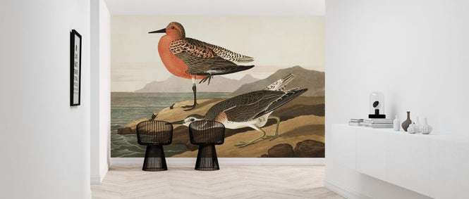 PHOTOWALL / Red-breasted Sandpiper (e324682)