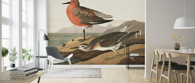 PHOTOWALL / Red-breasted Sandpiper (e324682)
