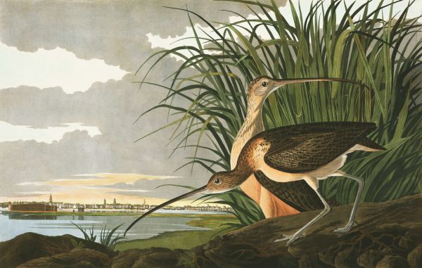 PHOTOWALL / Long-billed Curlew (e324685)