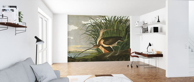 PHOTOWALL / Long-billed Curlew (e324685)