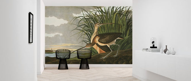 PHOTOWALL / Long-billed Curlew (e324685)