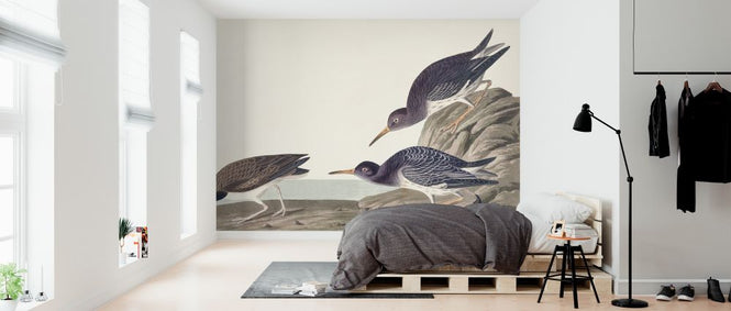 PHOTOWALL / Purple Sandpiper (e324690)