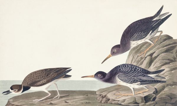 PHOTOWALL / Purple Sandpiper (e324690)