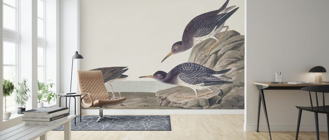 PHOTOWALL / Purple Sandpiper (e324690)