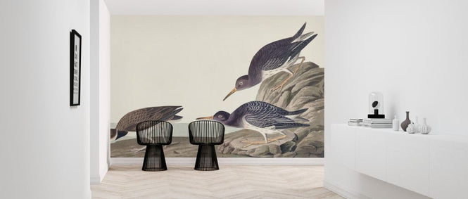 PHOTOWALL / Purple Sandpiper (e324690)