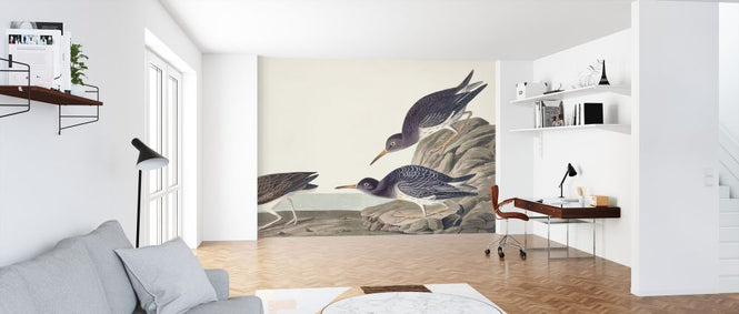 PHOTOWALL / Purple Sandpiper (e324690)