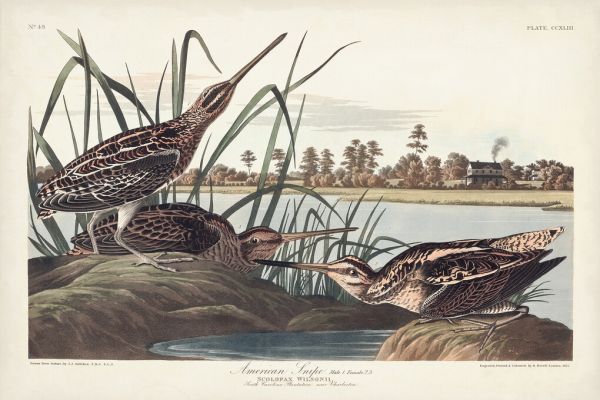 PHOTOWALL / American Snipe (e324694)