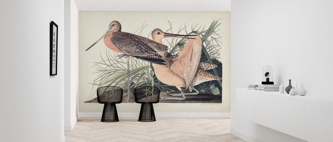 PHOTOWALL / Great Marbled Godwit (e324696)