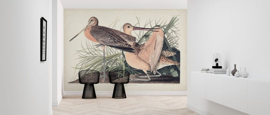 PHOTOWALL / Great Marbled Godwit (e324696)