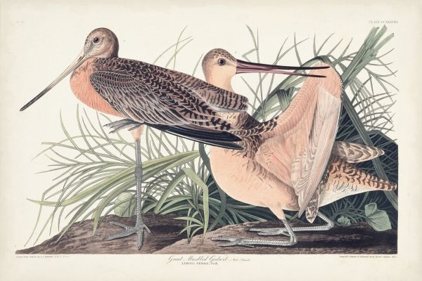 PHOTOWALL / Great Marbled Godwit (e324696)