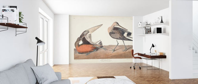 PHOTOWALL / Hudsonian Godwit (e324697)