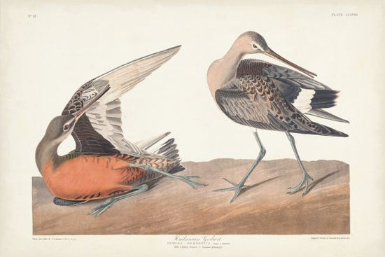 PHOTOWALL / Hudsonian Godwit (e324697)