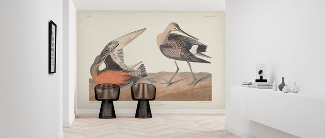 PHOTOWALL / Hudsonian Godwit (e324697)
