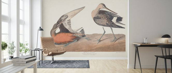 PHOTOWALL / Hudsonian Godwit (e324697)