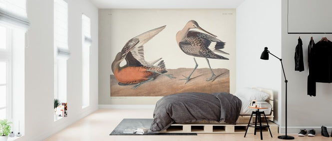 PHOTOWALL / Hudsonian Godwit (e324697)