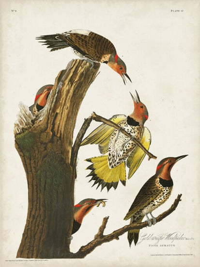 PHOTOWALL / Gold-winged Woodpecker (e324698)