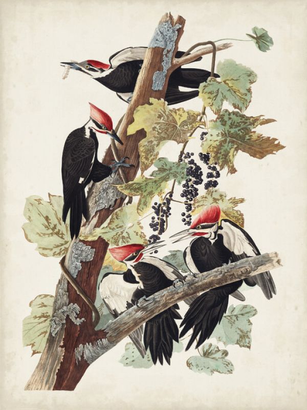 PHOTOWALL / Pileated Woodpecker (e324699)