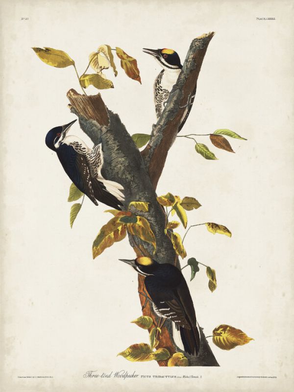PHOTOWALL / Three Toed Woodpecker (e324700)