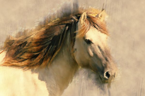PHOTOWALL / Blended Horse (e324702)